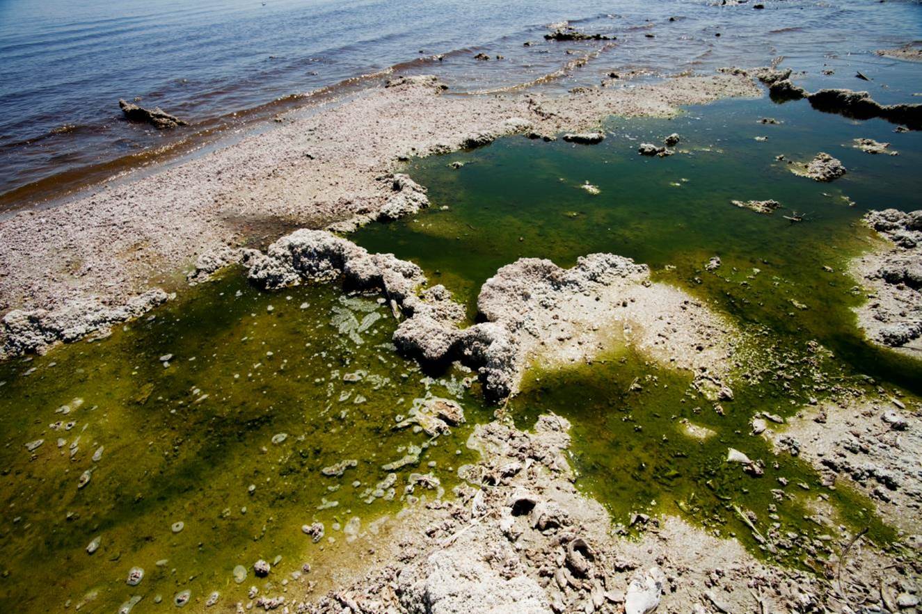 Harmful algal blooms in a water body