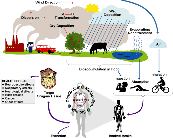Exposure Assessment Diagram showing the impact of contaminants on our environment and health.