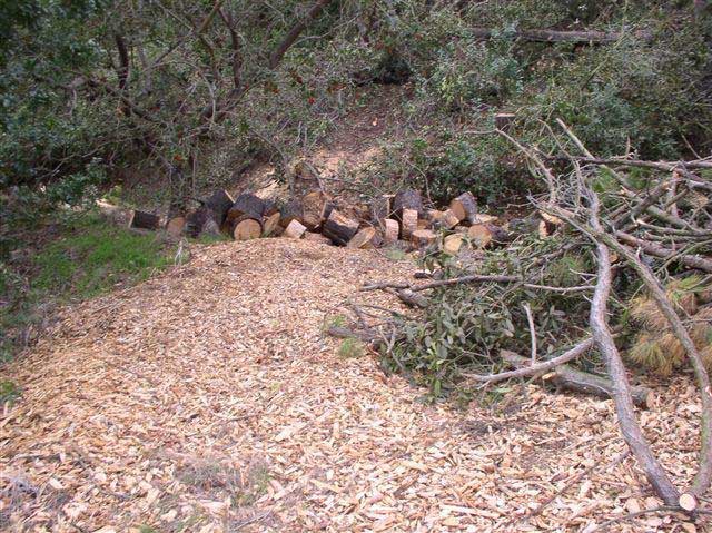 Wood chips are scattered along a steep hillside and chopped-up tree trunks line a narrow gulch at the bottom of the hillside.