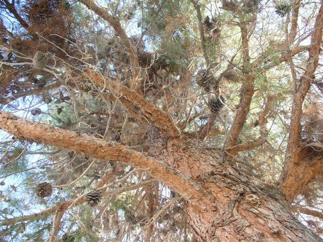 A view from the base of the pine tree shows many dead and dry branches with brown or no pine needles.