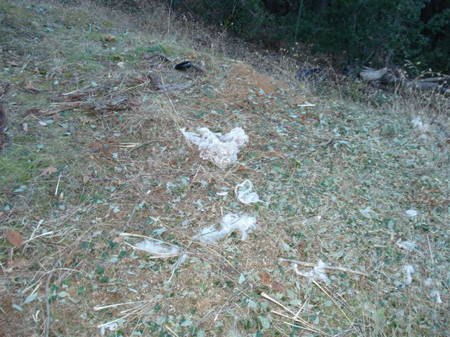 Portions of the frayed rope on the ground after it went through the wood chipper.