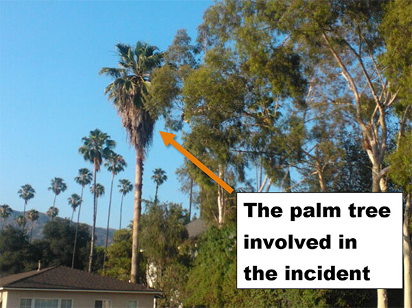 A view from the street shows the palm towering over the house, with dead fronds hanging up top.