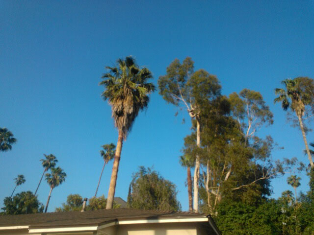 A view from the driveway next door shows the palm tree towering above with dead fronds hanging from the top.