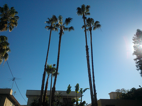 View of the palm trees showing how high above the apartment buildings they are.