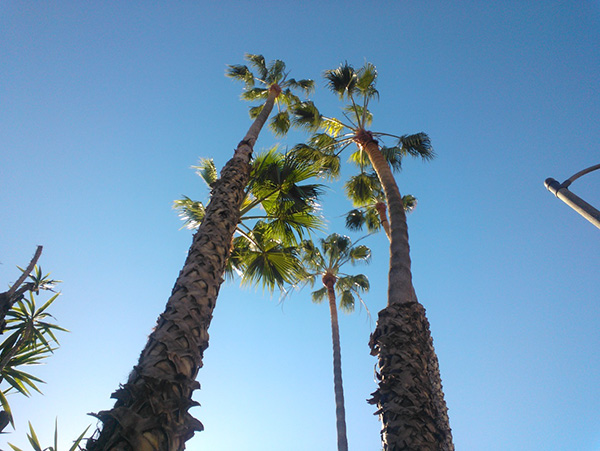 View of palms involved in the incident taken from the street to show the tall height of the trees.