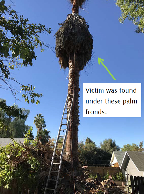 The palm fronds that suffocated the trimmer form a skirt around the trunk at the top of the tree.