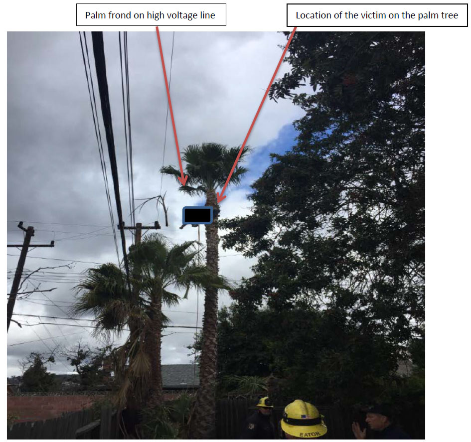 A tall palm tree stands next to a shorter tree and next to several electrical power lines. A black box covers the part of the image where the worker's body is suspended from the tree. A red arrow points to the location of the victim on the palm tree. There is a palm frond dangling from the electric line closest to the tree. A red arrow over the photo points to the Palm frond on the high voltage line. Rescue personnel stand at the base of the tree.