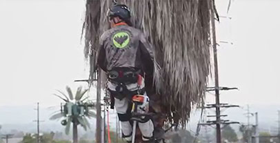 Palm tree trimmer