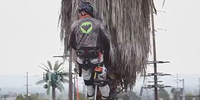Worker trimming palm tree