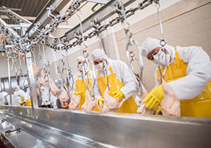 Workers stand in a line wearing full protective gear as they inspect chickens hanging from moving metal hooks in a food processing facility.