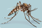 mosquito-illlustration