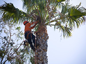 A worker wearing protecting gear and a harness climbs a palm tree to trim the fronds at the top.