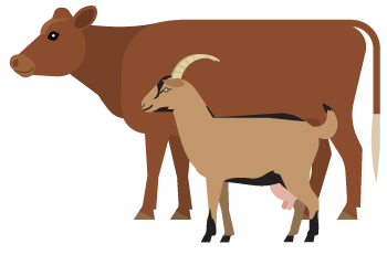 Cow and goat