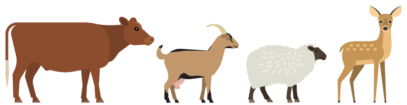 Cow, goat, sheep, and deer