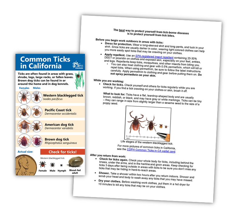Tick ID card and fact sheet