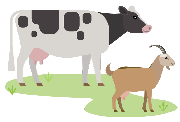 Dairy cow and goat