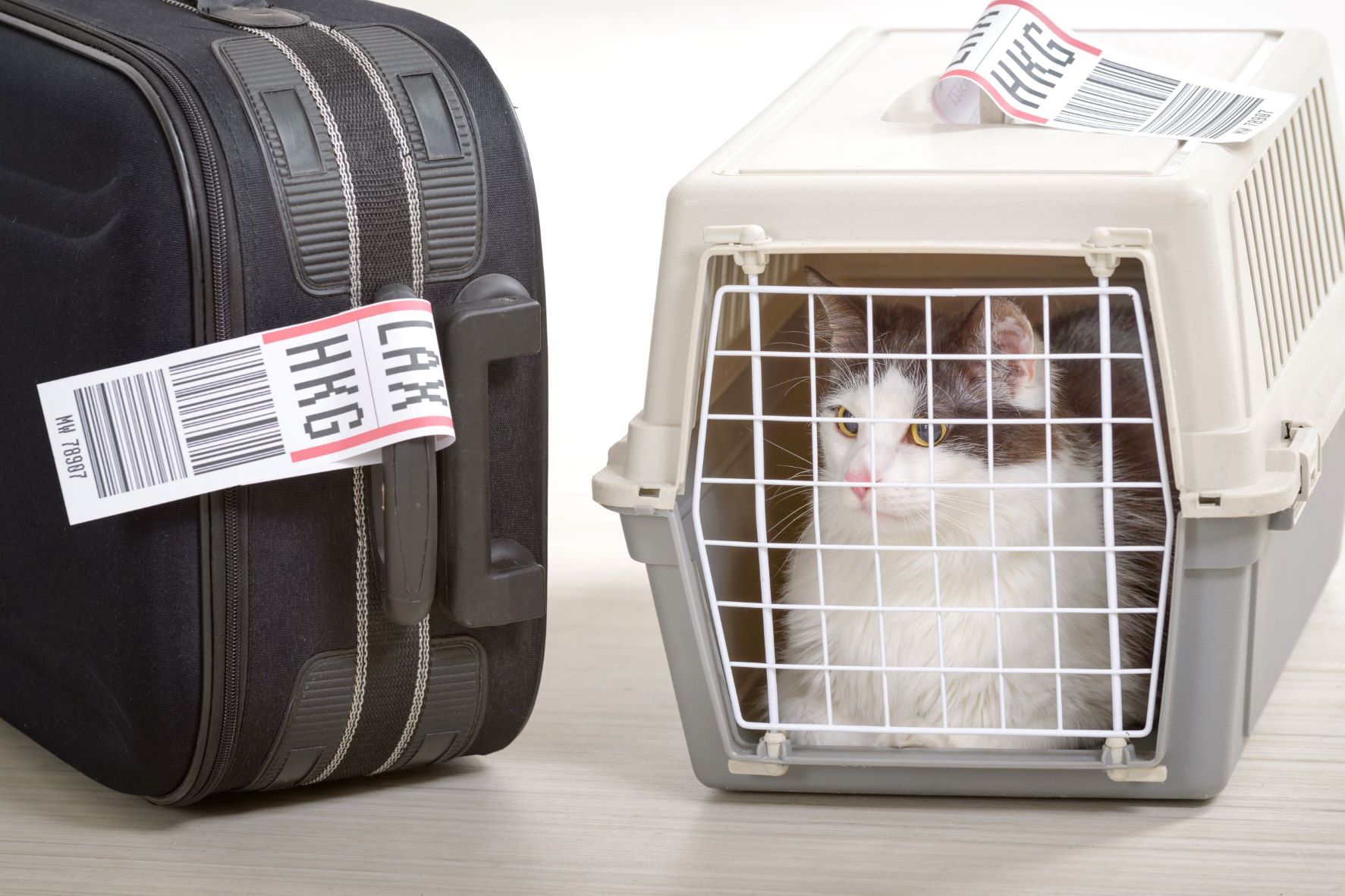 Cat inside pet transporter next to luggage with airport tags