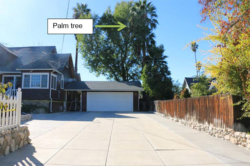 The palm tree involved in the incident stands over the back of the right side of the house.