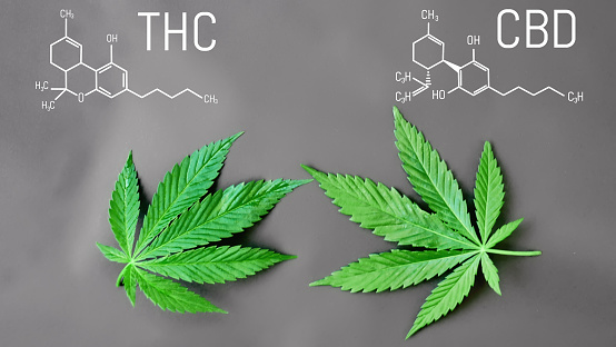 THC and CBD THC and CBD