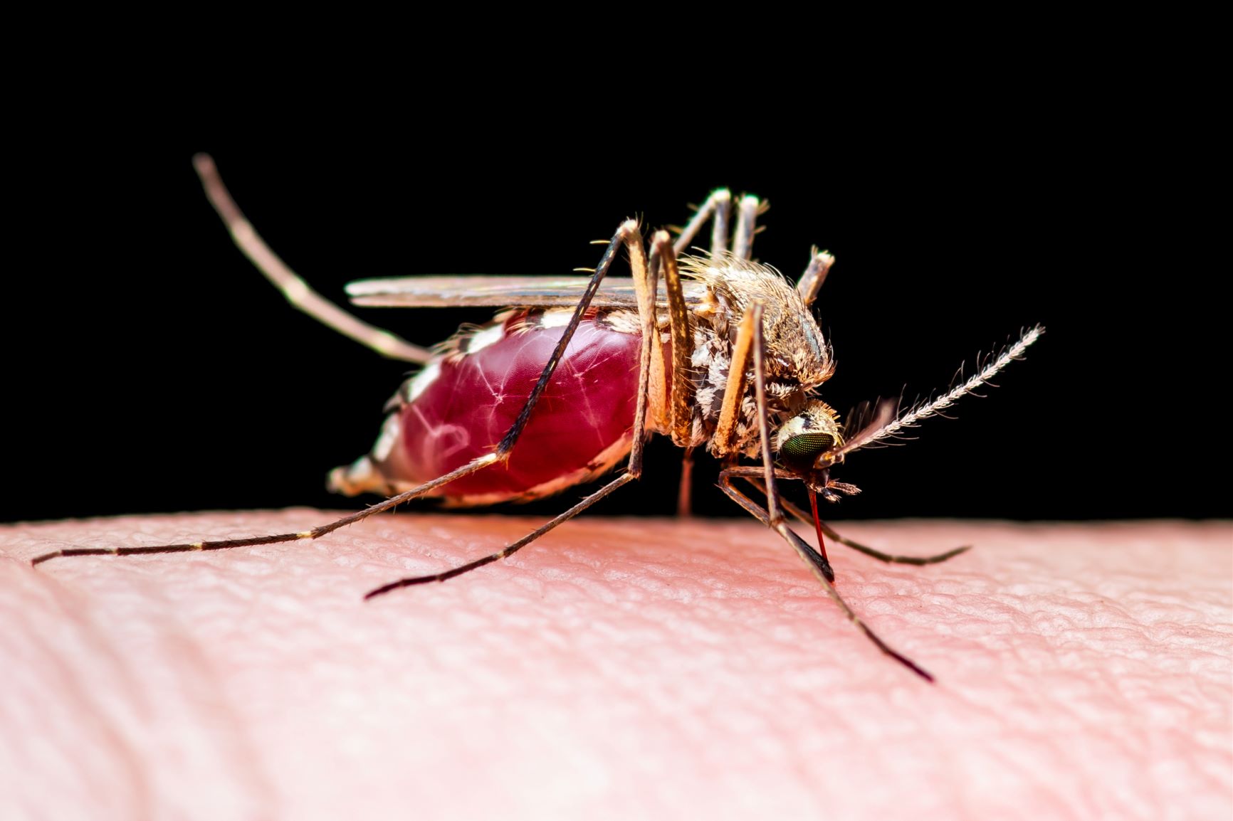 Blood-fed Mosquito