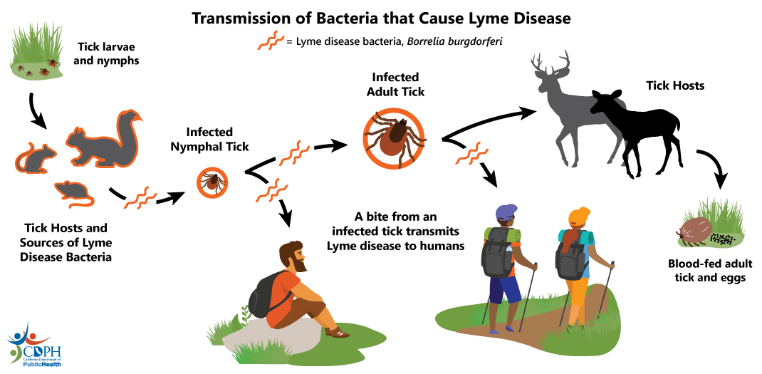 Transmission of Bacteria that Cause Lyme Disease (Transmission cycle graphic) Transmission of Bacteria that Cause Lyme Disease (Transmission cycle graphic)